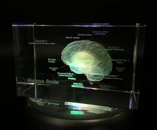 Miniatura 3 de Modelo anatómico 3D de cerebro humano pisapapapeles (grabado con láser) en cubo de cristal de cristal, regalo científico (no incluye base LED (3.1 x