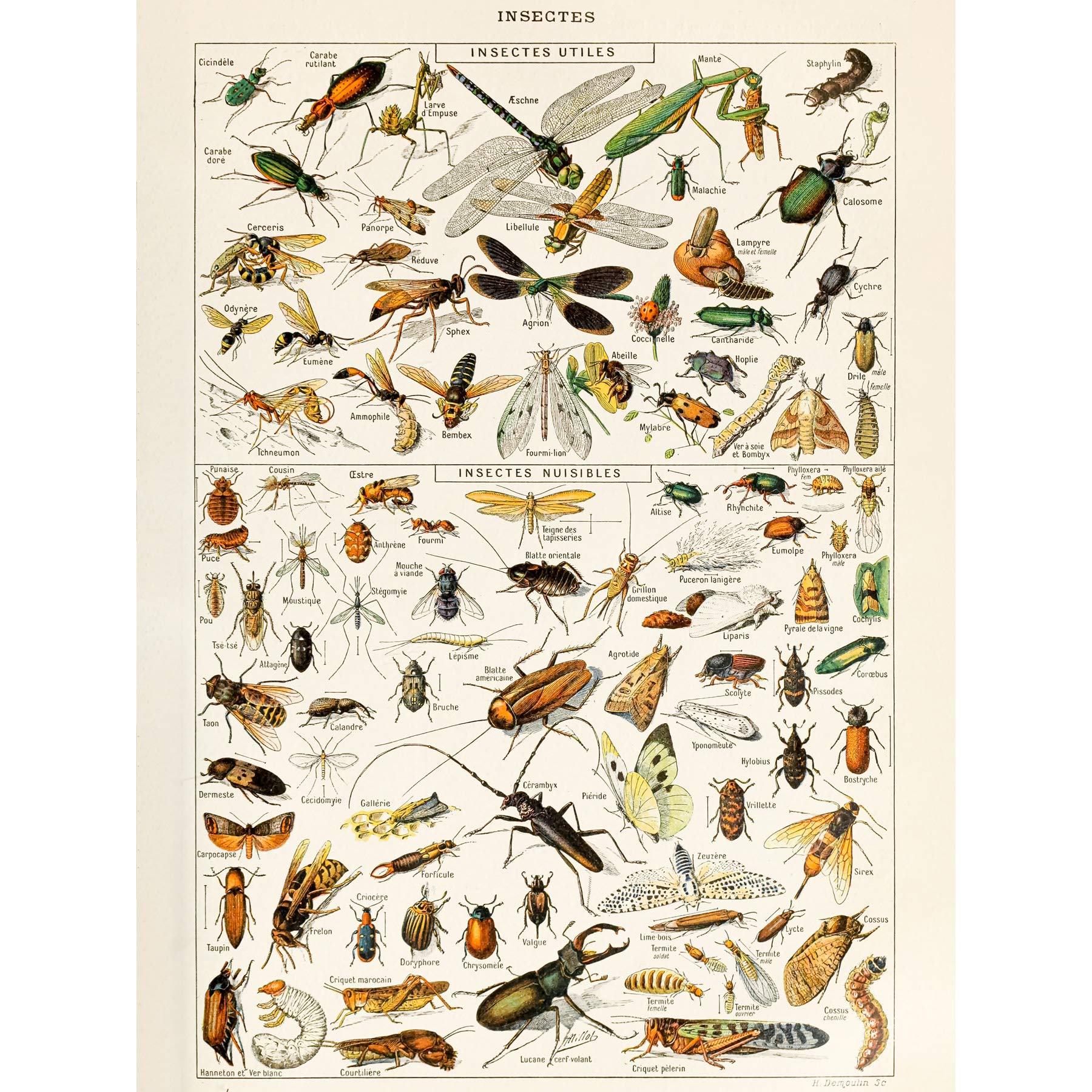 Artery8 Millot Encyclopedia Page Insects Dragonfly Premium Wall Art Canvas Print 18X24 Inch