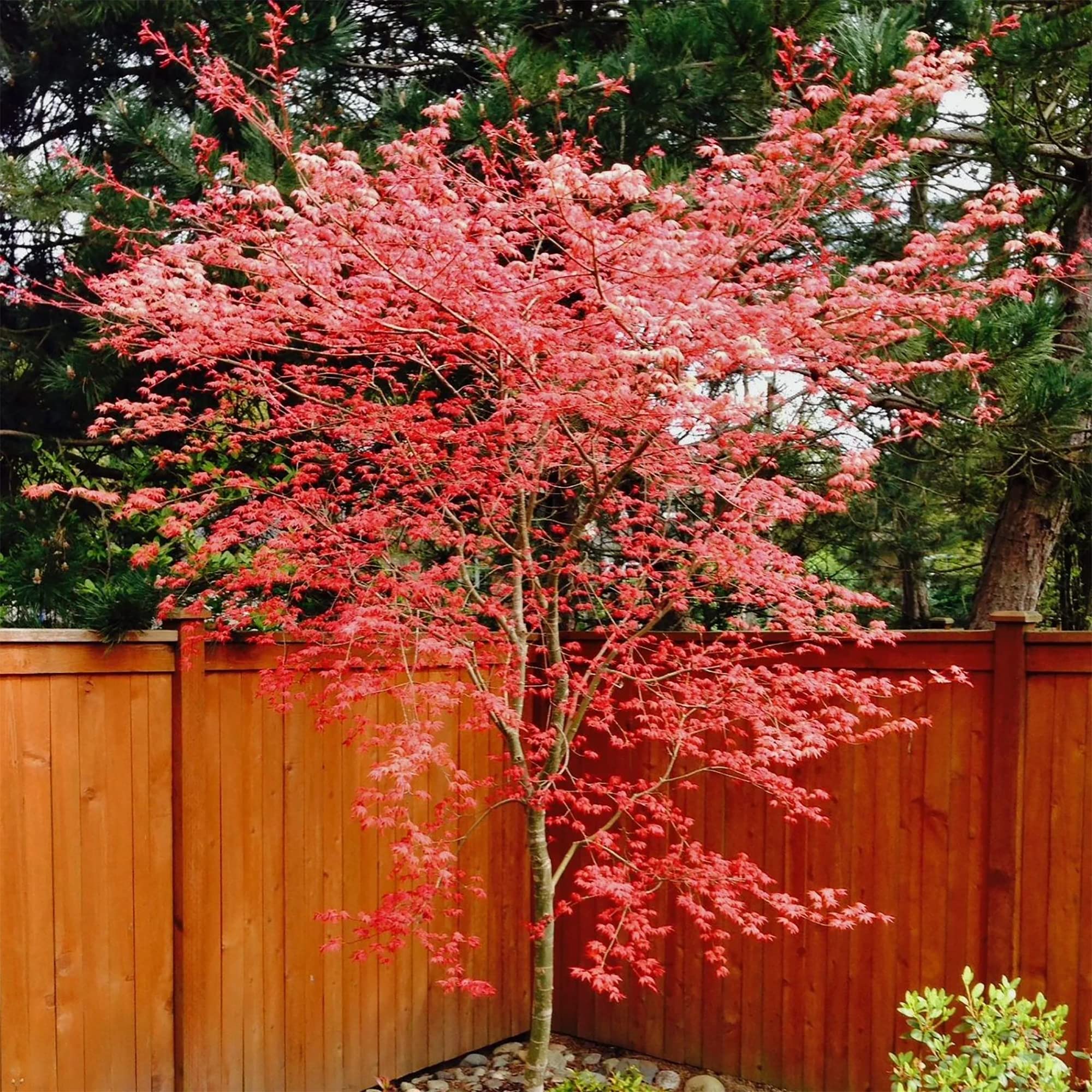 Amazon.com : QAUZUY GARDEN 20 Smooth Japanese Maple Palmate Maple