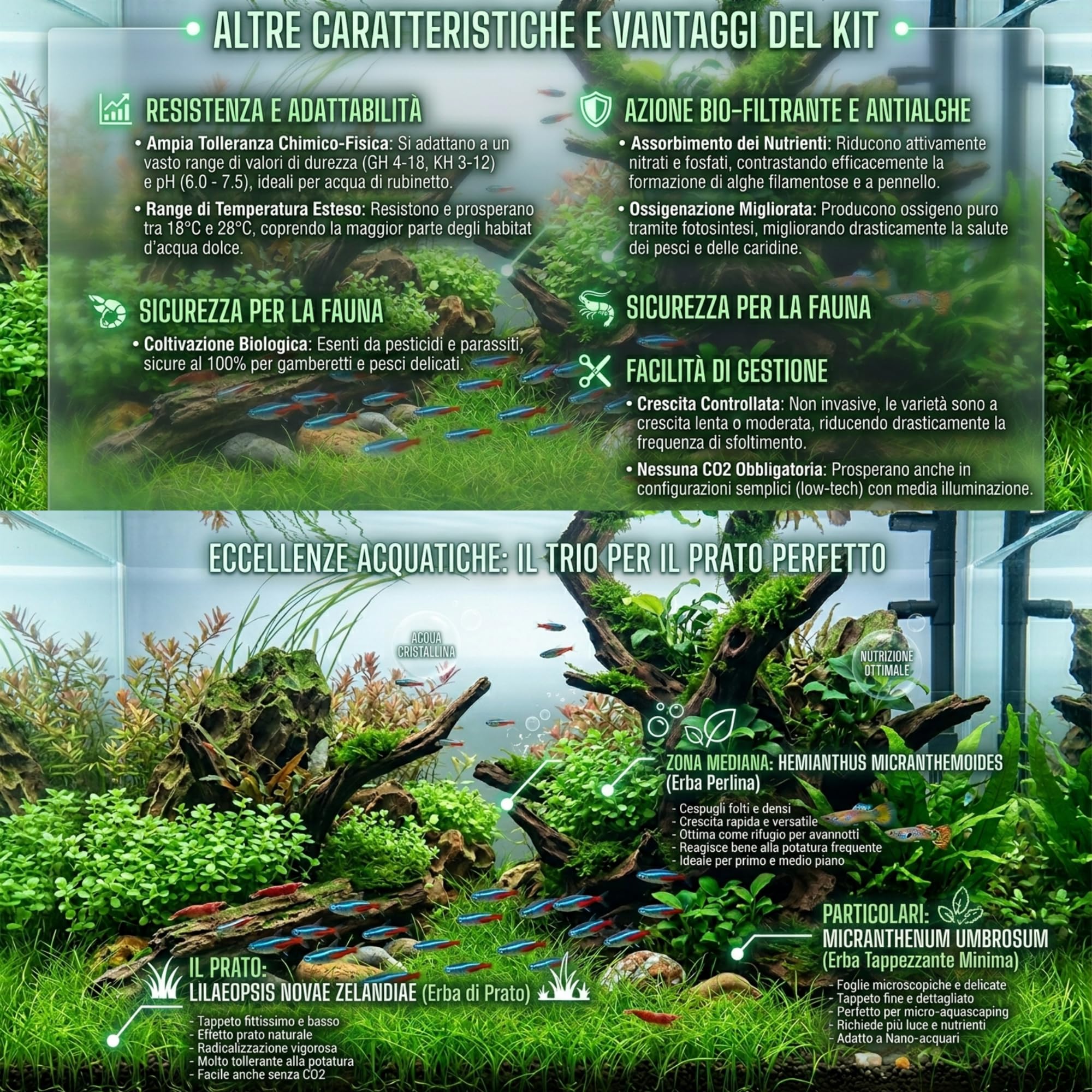 Kit 3 Piante Vere Acquario Effetto Prato e Sfondo Ideale per Principianti | Set Piante Vive per Qualsiasi Acquario d'Acqua Dolce e Aquascaping: Lilaeopsis, Micranthemum e Hemianthus Micranthemoides