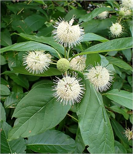 Miniatura 1 de Arbusto de botón (Cephalanthus occidentalis), paquete de semillas, verdadera semilla nativa