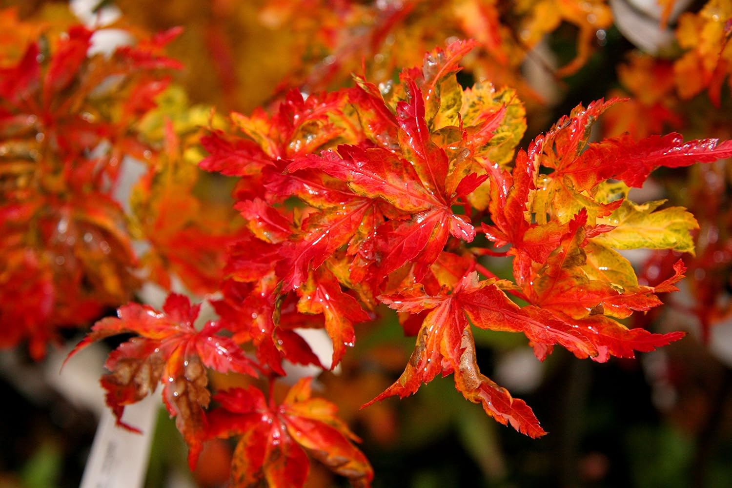 Lions Mane Japanese Maple- Acer palmatum Shishigashira 2 - Year Live Plant