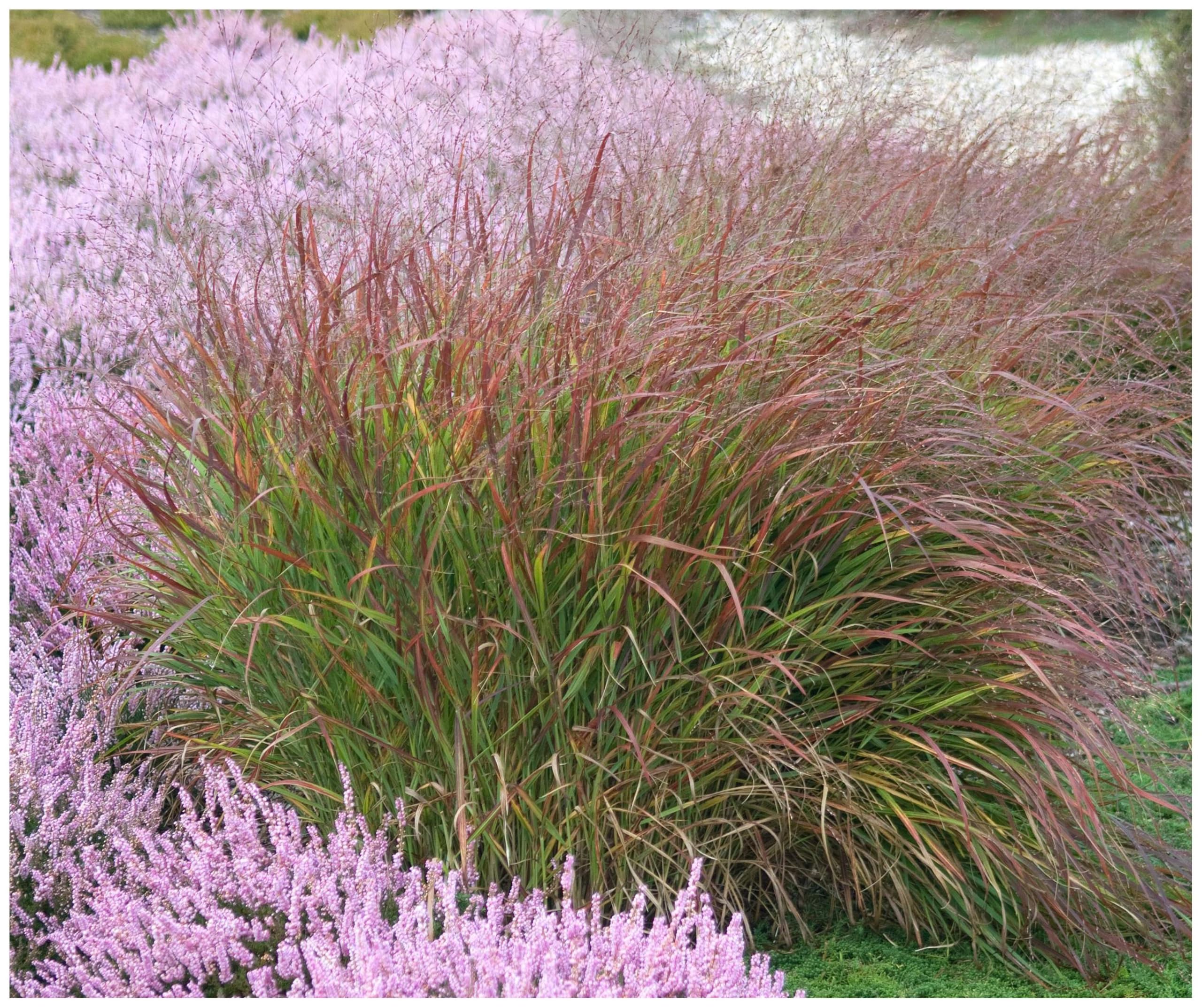 Stauden Gänge 10 x Panicum virgatum 'Rotstrahlbusch' Rote Rutenhirse | Rotes Ziergras für Sonne, Blüte August bis Oktober, mehrjährig, 1 L Topf (11x11 cm)