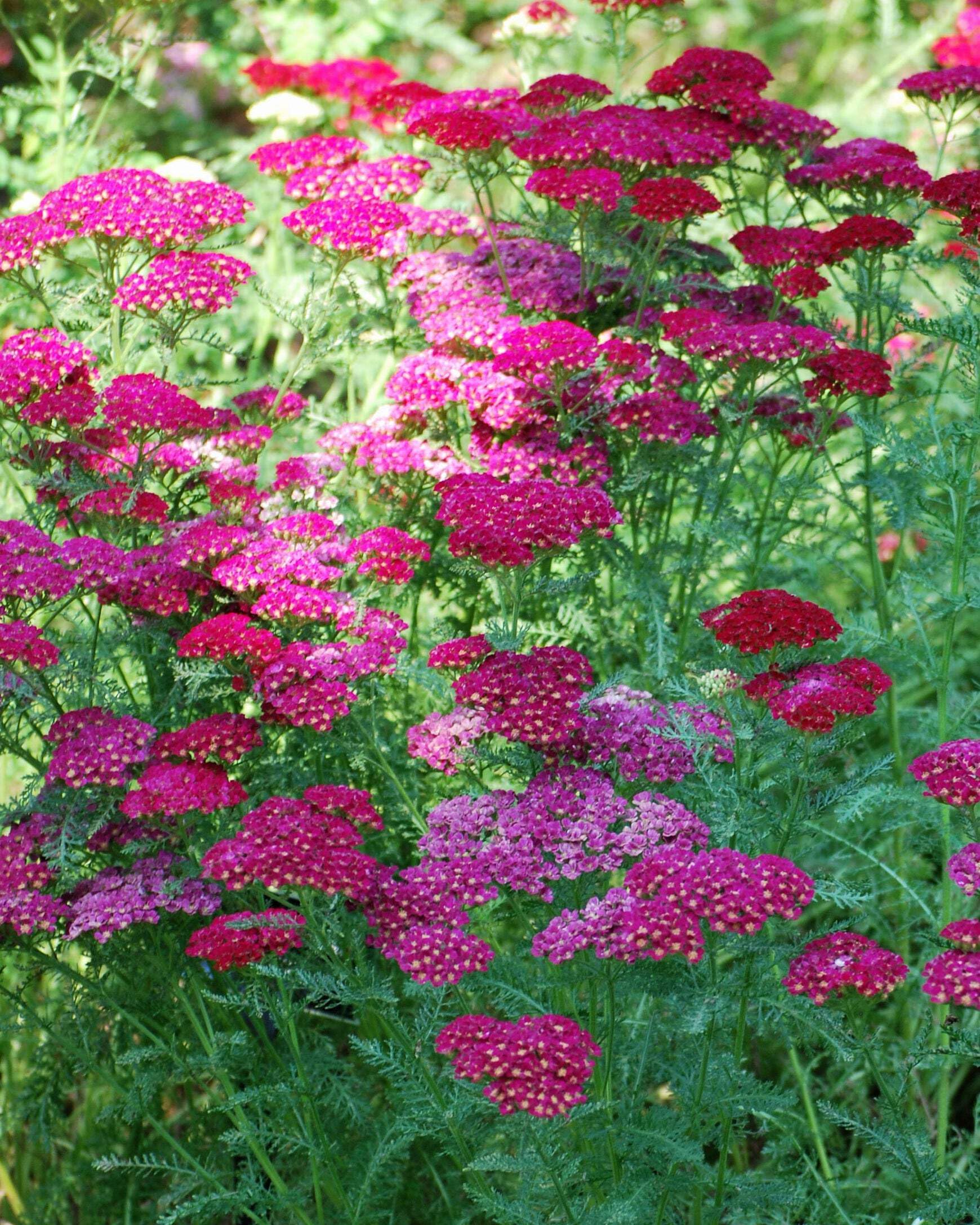 Perennial Farm Achillea Pomegranate