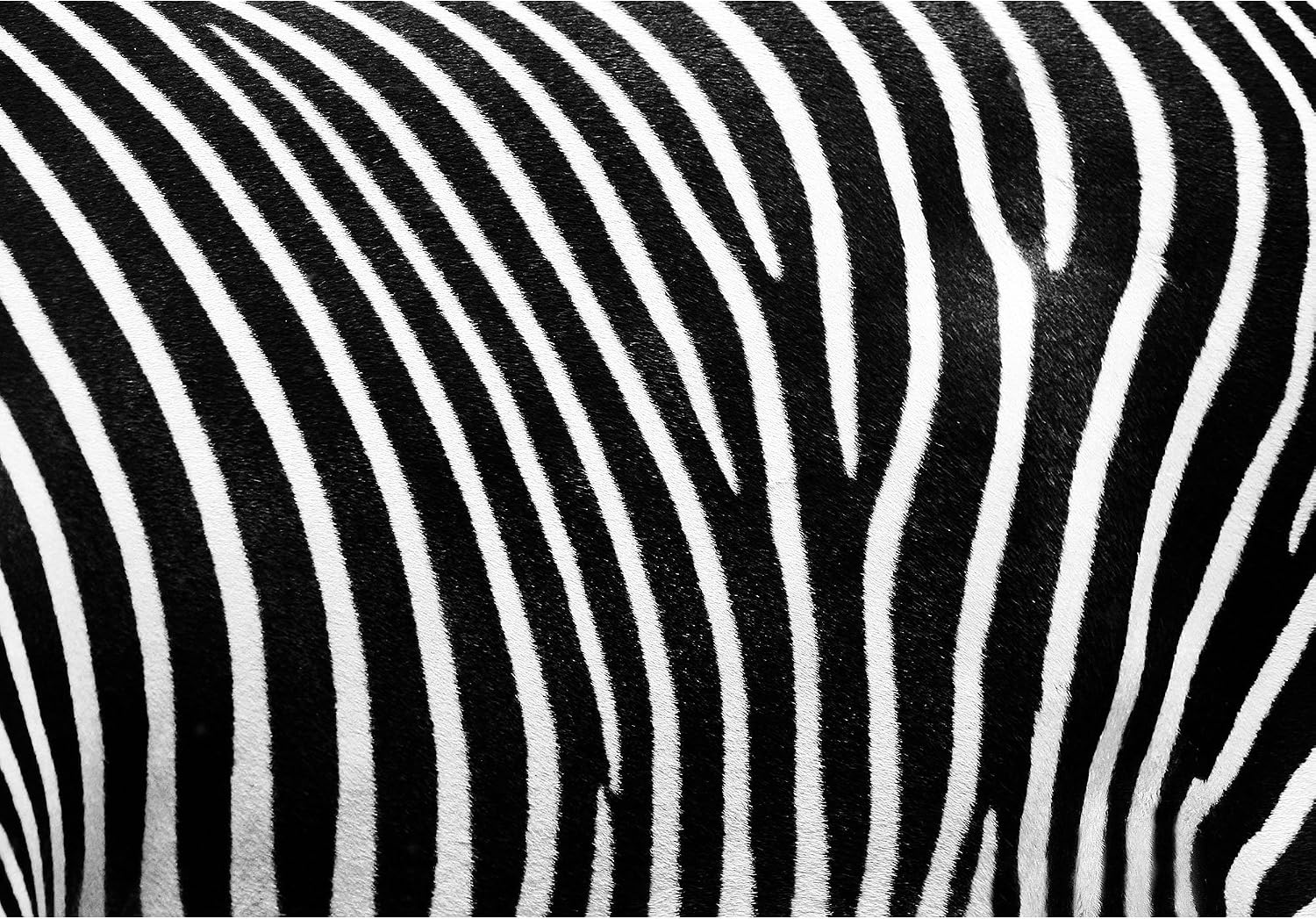 wall26 - Black and White Texture of Zebra Skin - Removable Wall Mural | Self-Adhesive Large Wallpaper - 66x96 inches