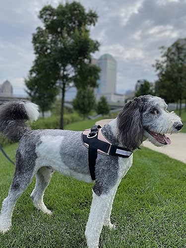 Vista 28 de ShawnCo Essential - Arnés para perro, chaleco sin tirones para mascotas con 3 clips de correa, sin estrangulamiento, reflectante, ajustable