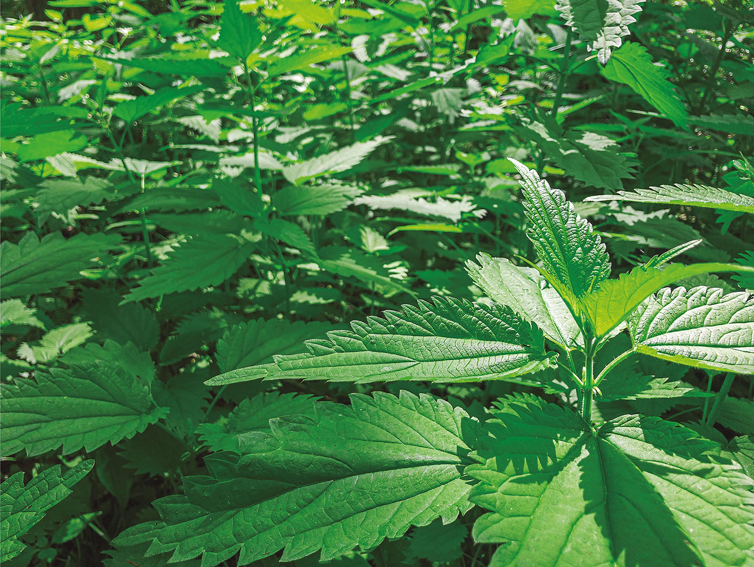 CULTIVERS Pack Cola de Caballo y Purín de Ortiga para plantas 5 L. Súper concentrado. Protección para tus plantas.