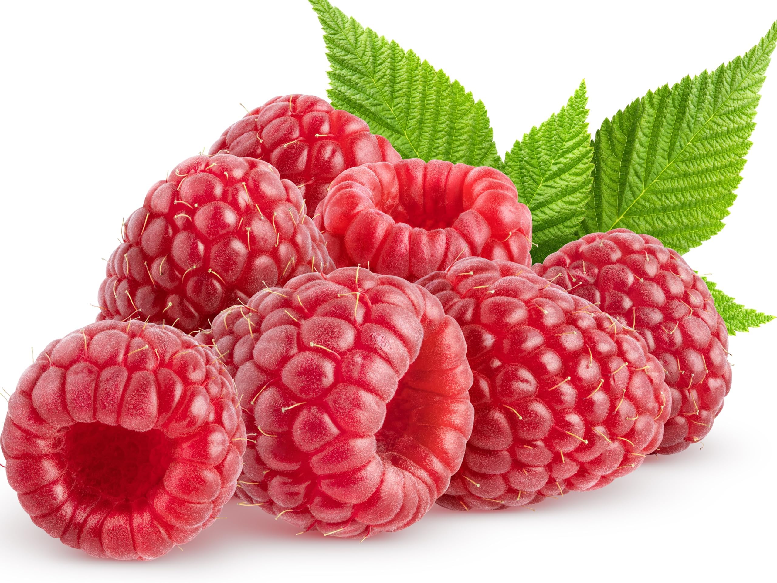 Red Raspberry Seeds for Planting 100+ Pcs Seeds Heirloom Non-GMO Fruit