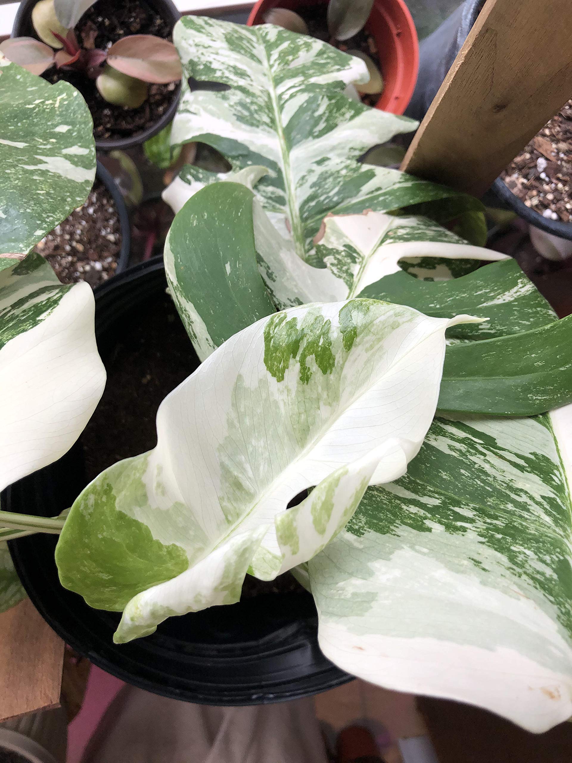 zumari 100 Graines Monstera Blanc : Amazon.ca: Terrasse et Jardin