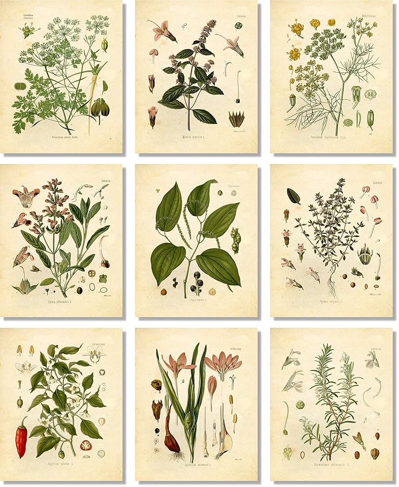 Amazon.com: Vintage Botanical Prints | Kitchen Herbs by Ink