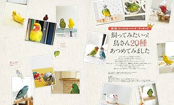 BIRD TRANSIT for GIRLS 雑誌 コンプリート8冊セット BIRD TRANSIT for GIRLS 雑誌 コンプリート8冊セット BOOKS