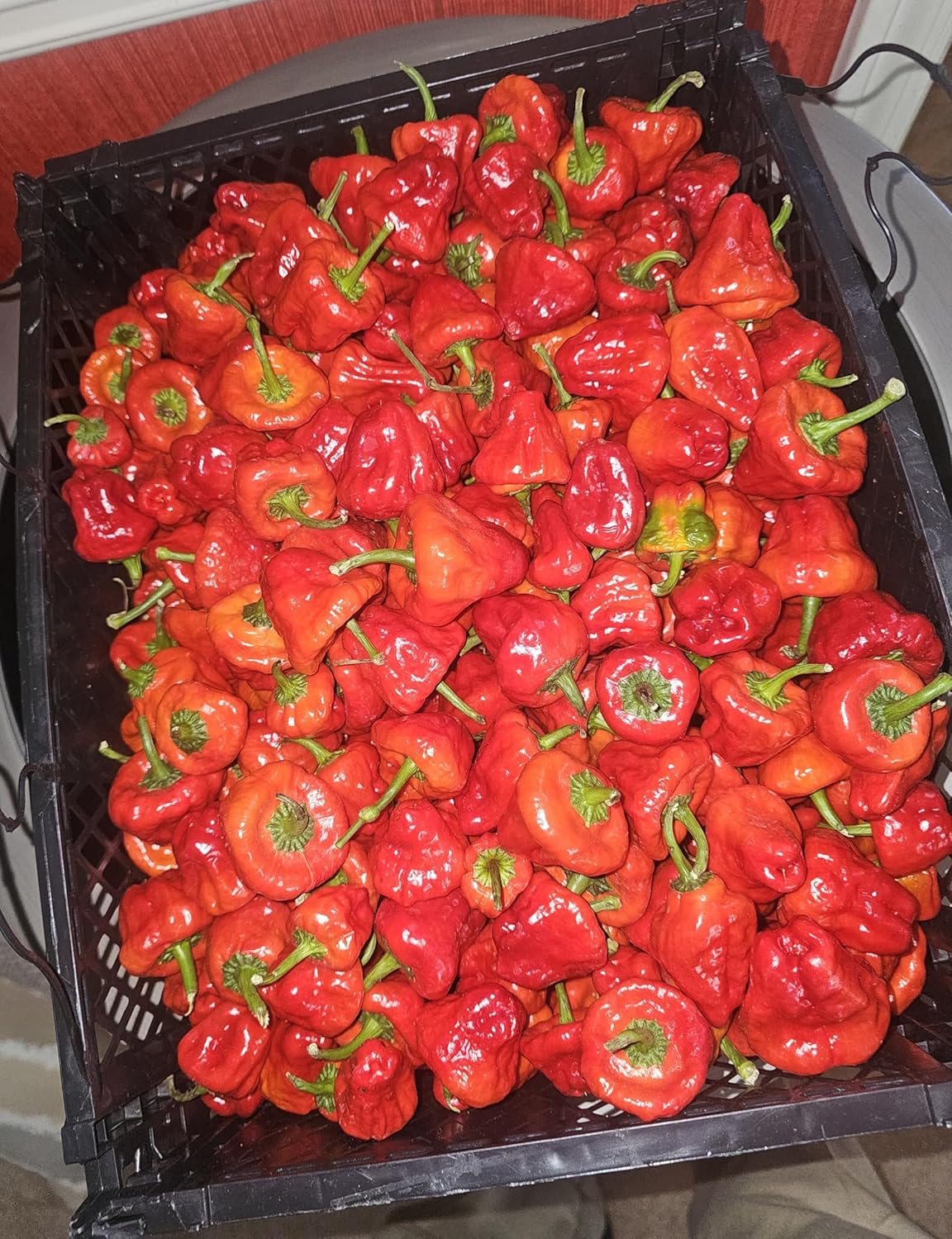 3 Pound Fresh Red Scotch Bonnet Peppers