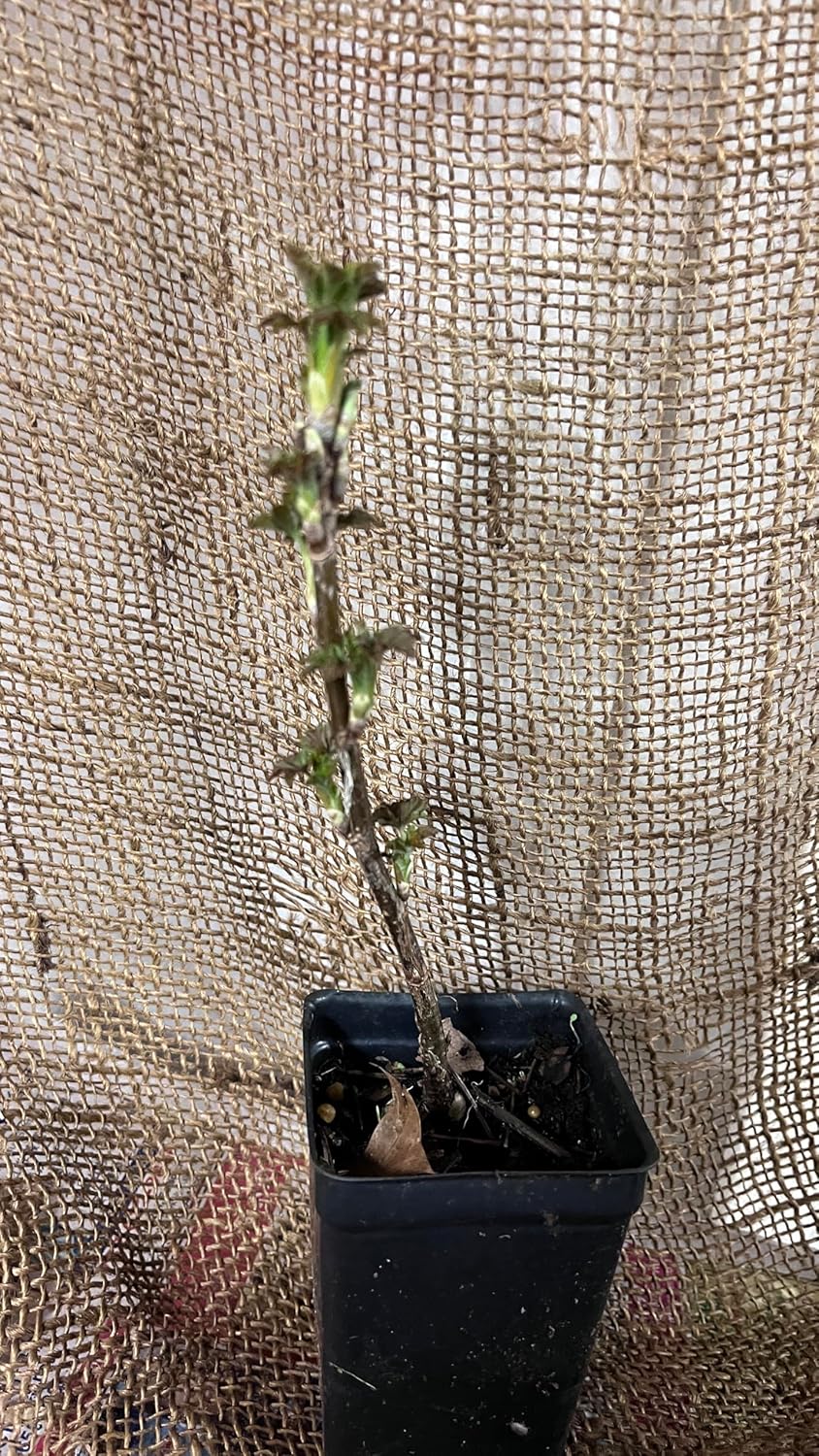 4-8” Tall “Blanca” White Currant Rooted Plant dormant
