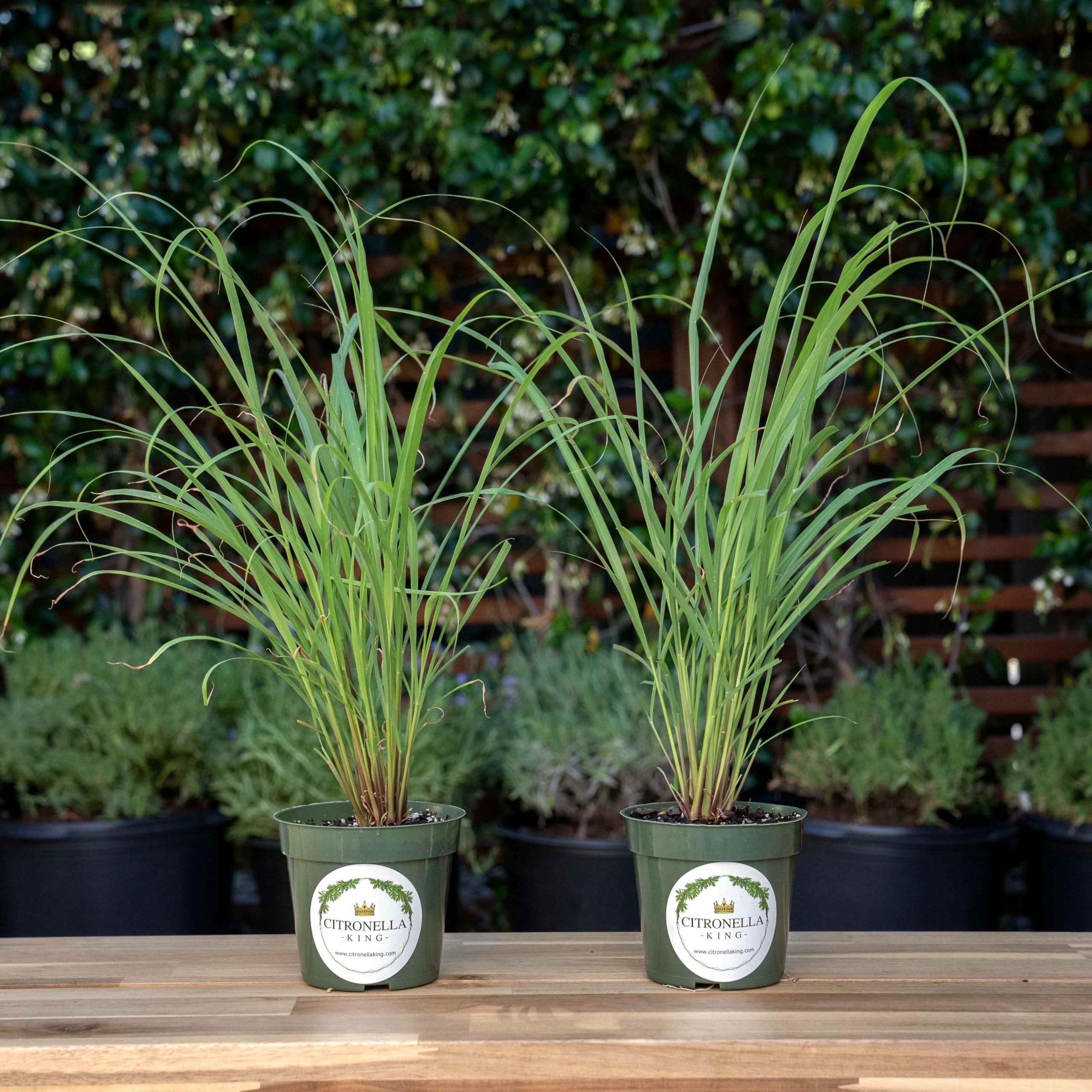 CitronellaKing 2 Lemongrass Plants