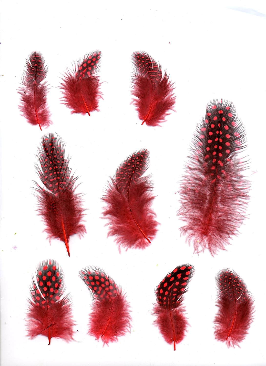 Zucker Feather Products Loose Guinea Plumage Dyed Feather, Hot Orange