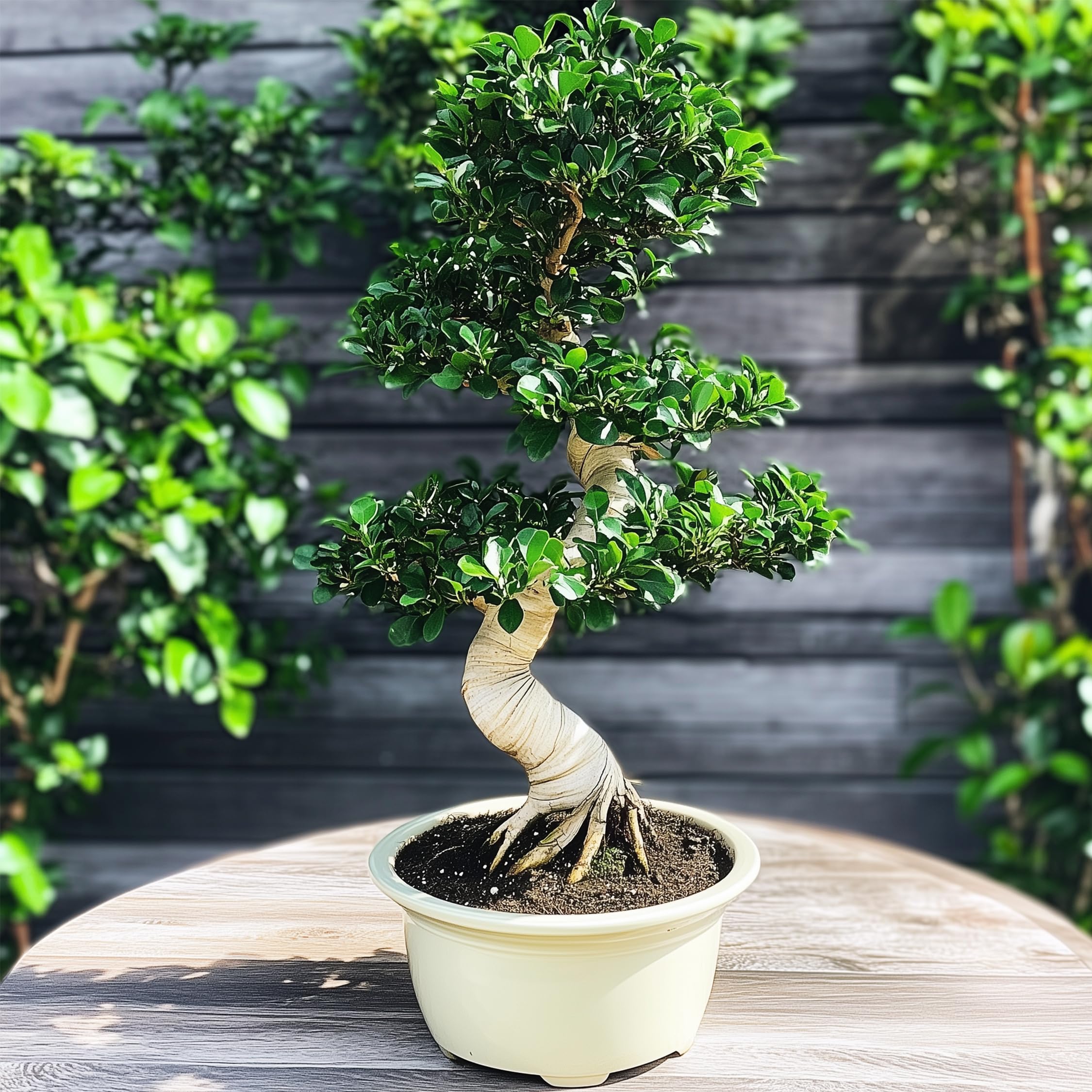 Plant in a Box - Ficus Ginseng S-Shape - Bonsai - Japański Bonsai - Doniczka 20cm - Wysokość 55-65cm