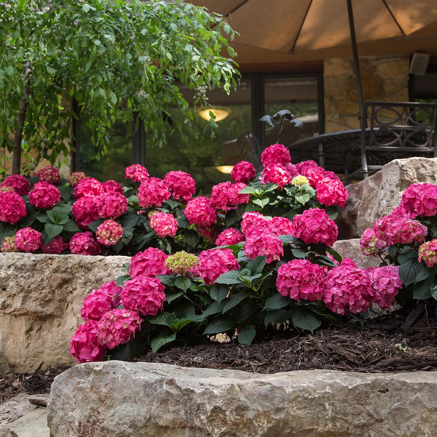 Endless Summer Hydrangea Summer Crush, 1 Gallon