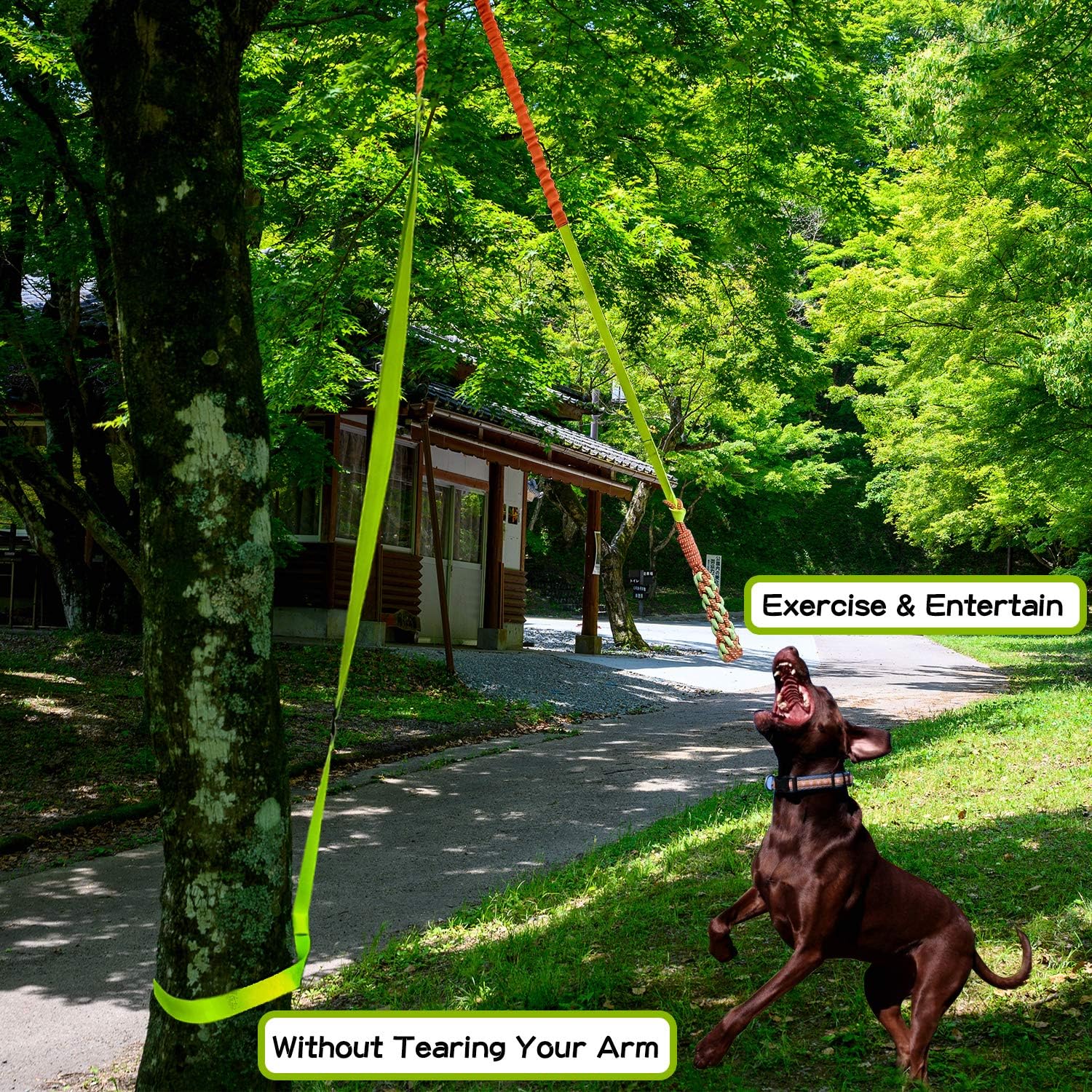 tree rope for dogs
