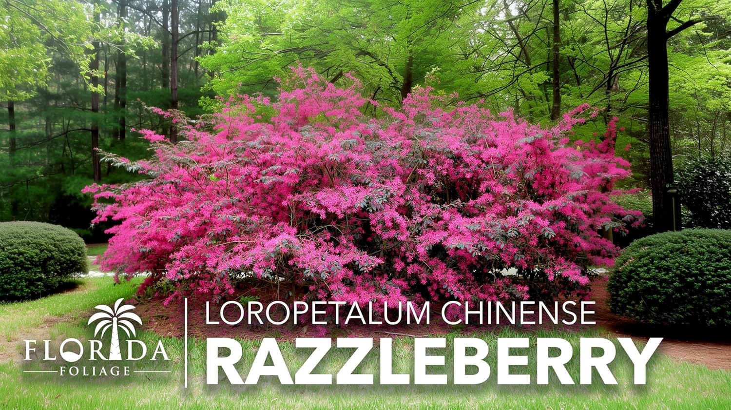 Loropetalum Razzleberry | 10 Live Plants | Loropetalum Chinense | Evergreen Shrub | Vibrant Pink Flowers | Fast Growing | Low Maintenance | Ornamental Bush | Outdoor Landscaping