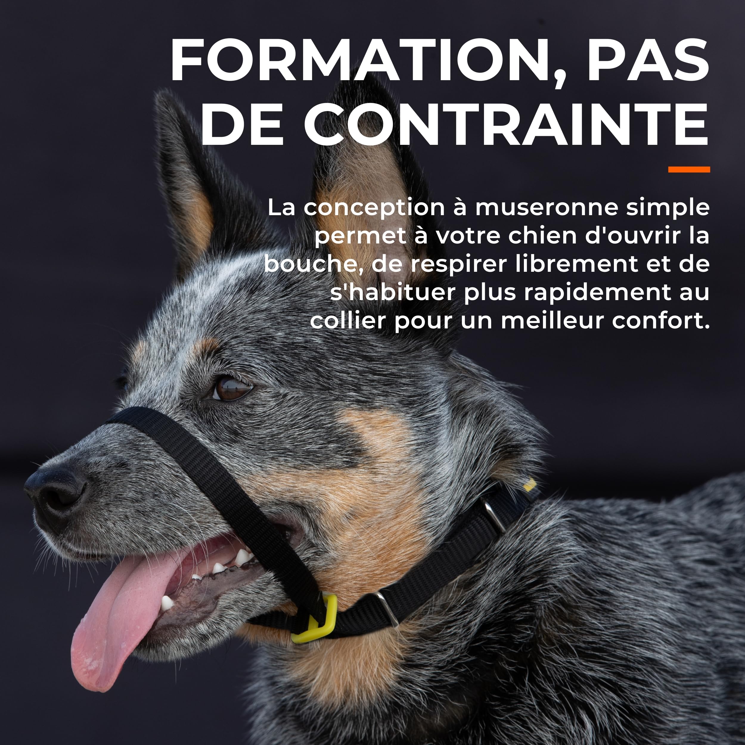 Canny Collar – Licol de Dressage Anti-Traction pour Chien | Apprend à Ne Pas Tirer en Laisse | Doux, Confortable et Sûr | Facile à Utiliser – Noir, Taille 7
