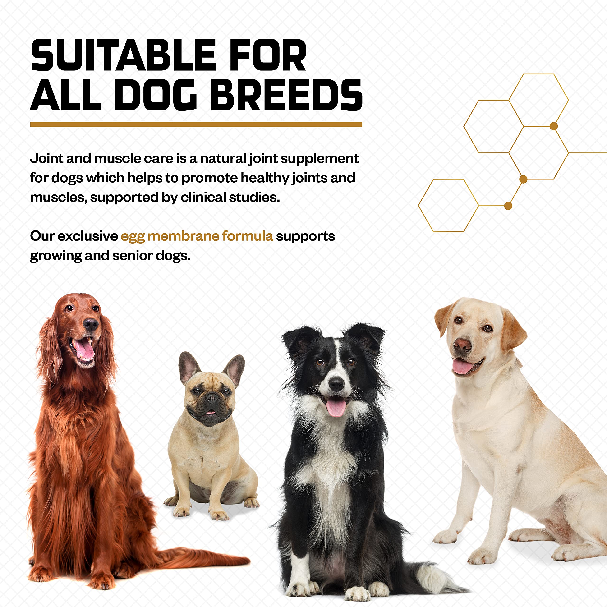 Joint & Muscle Care for Dogs Egg Membrane Formula Hip and Joint