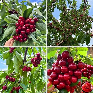 Cherry Seeds for Planting Outdoor, 20pcs Cherry Tree Seed Non-GMO Heirloom Sweet Edible Fruit, Sweet Juicy Fruits Plant in Your Home Garden