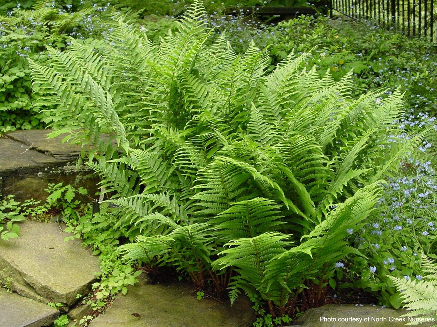 Perennial Farm Marketplace Athyrium filix-femina (Lady) Hardy Fern, Size-#1 Container, Lime Green Leaves with Reddish Stems (Pack of 3)
