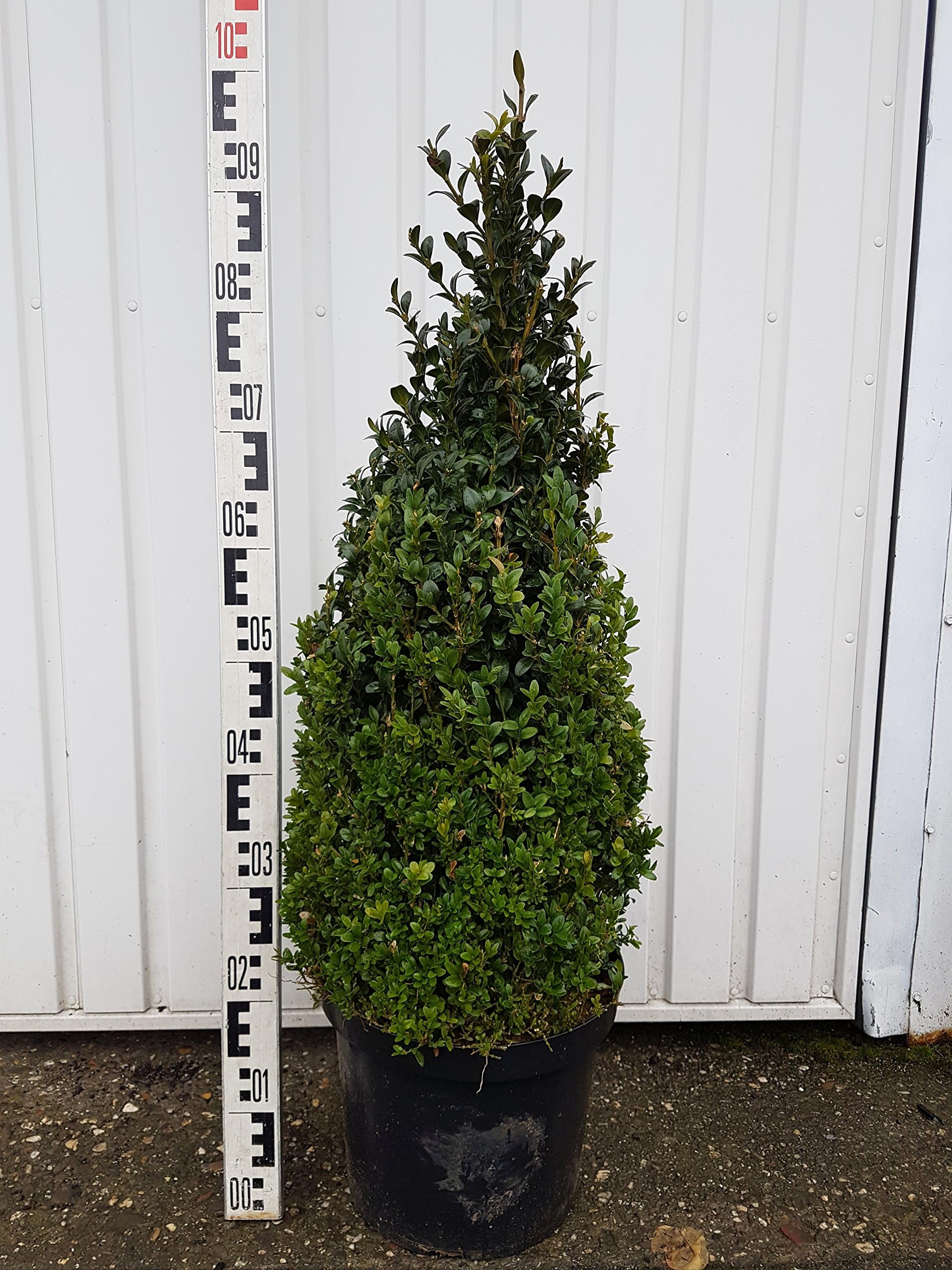 Conical Beech Tree/Boxwood, 90cm high