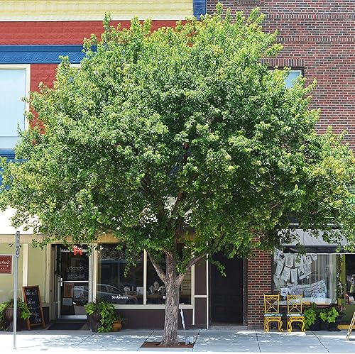 CHUXAY GARDEN Acer Buergerianum Seed, Trident Maple 30 Semillas Ornamental Árbol Caducifolio Excelente adición al jardín, ideal para bonsái de