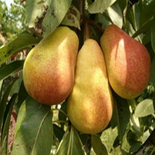 Lavender Honey Chicken - //medicalbooks.filipinodoctors.org