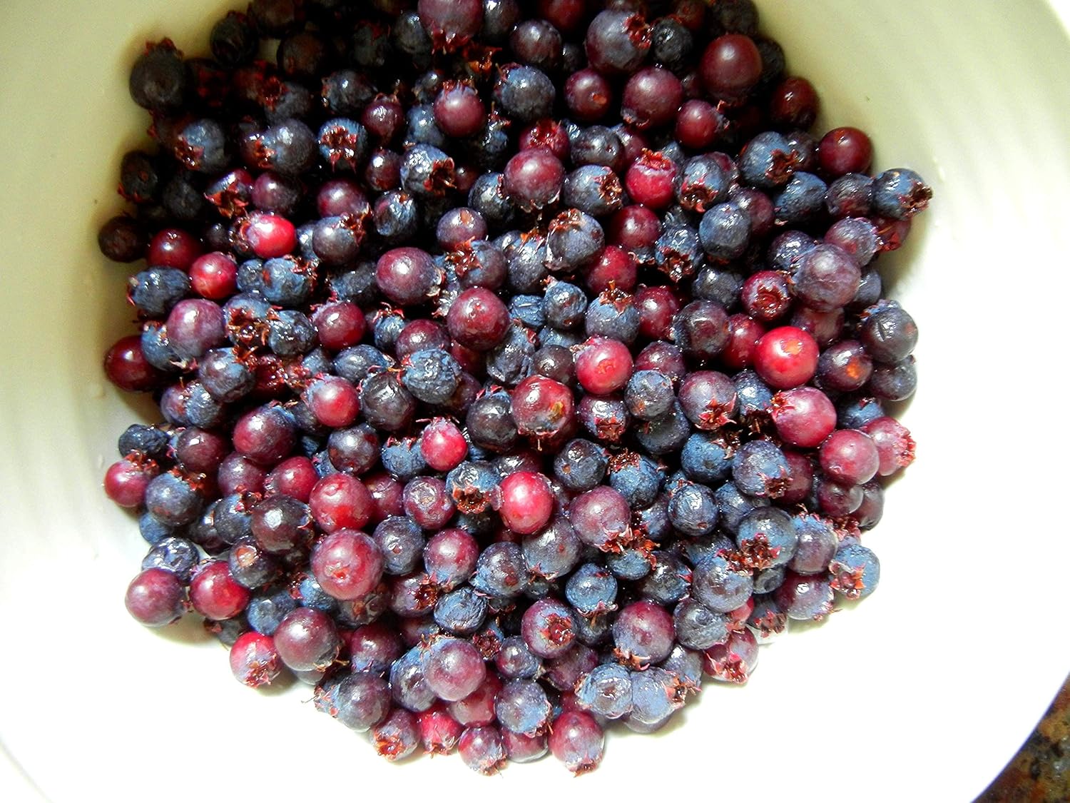 1 Plant of Saskatoon Serviceberry 1-2 Year Old (Amelanchier) Bare Root Dormant Juneberry