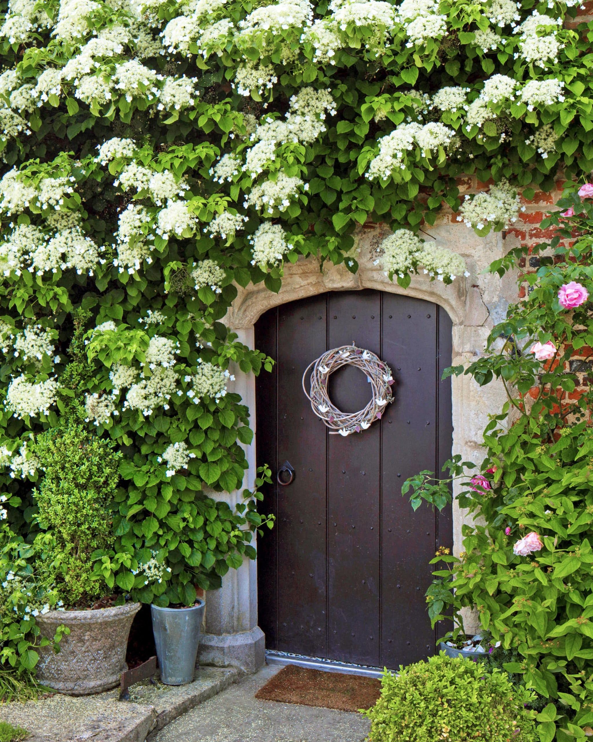 See full amazon price history chart for 50+ SEEDS- Hybrid Climbing White Hydrangea Flower Seeds For Home Garden. 50+ SEEDS- Hybrid Climbing White Hydrangea Flower Seeds For Home Garden. (B0D5H5Z498) Amazon Price History, Amazon Price Tracker