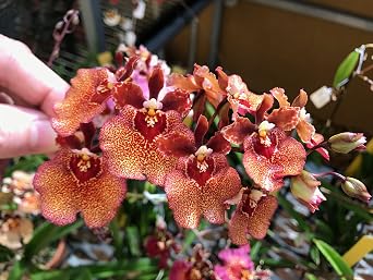 Tezula Plants MSU Orchid Fertilizer 13-3-15 (Greencare) 1/2 Pound, Scoop Included, Excellent for Orchids, Anthuriums, Philodendrons and all tropicals