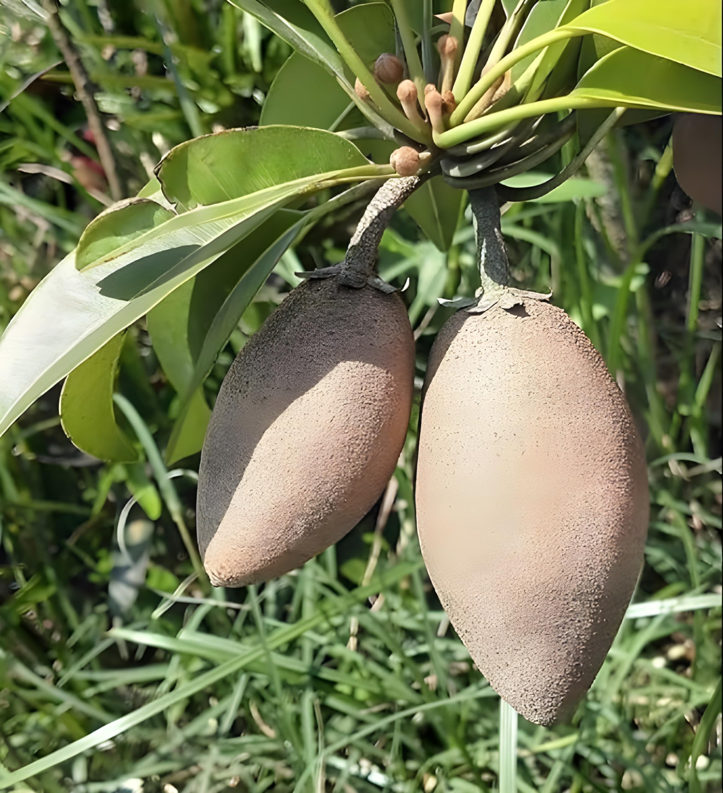 Green view Combo 2 "Kalapatti Variety Sapota" Sweet Tasty Fleshy Fruit-Hybrid Chikoo Grafted Chiku Healthy Live Plant Livdfor Home Garden (B09SXXGB2L) Amazon Price History, Amazon Price Tracker