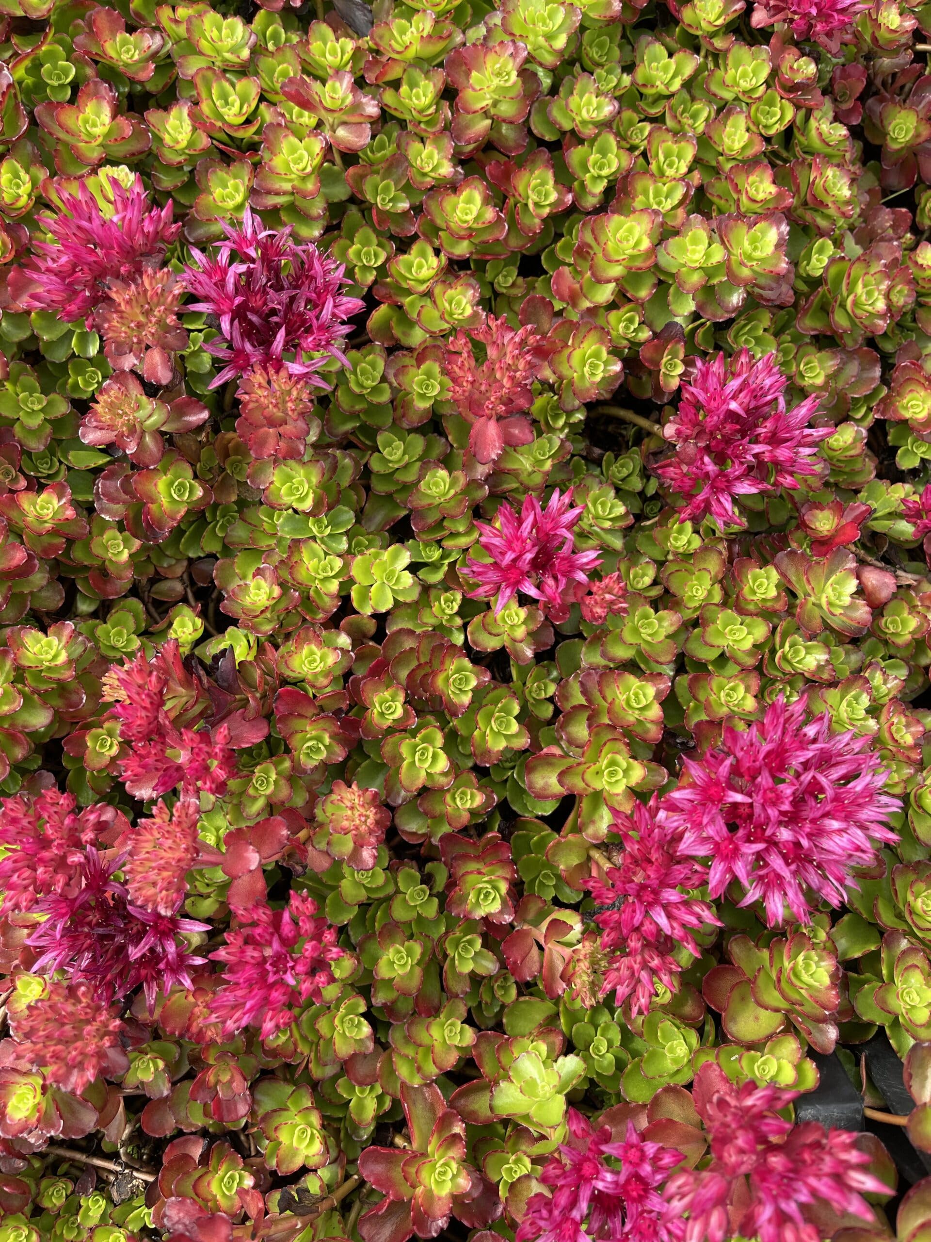 6x Sedum spur. 'Schorbuser Blut' ('Drachenblut')