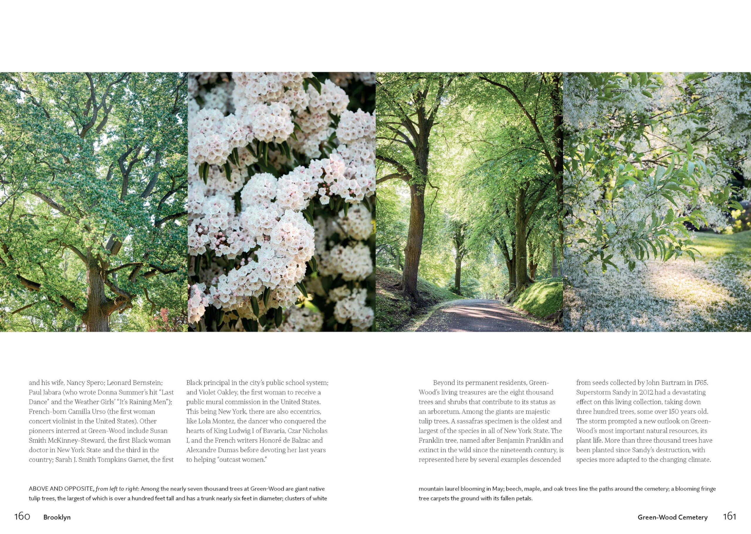 New York green: discovering the city's most treasured parks and gardens