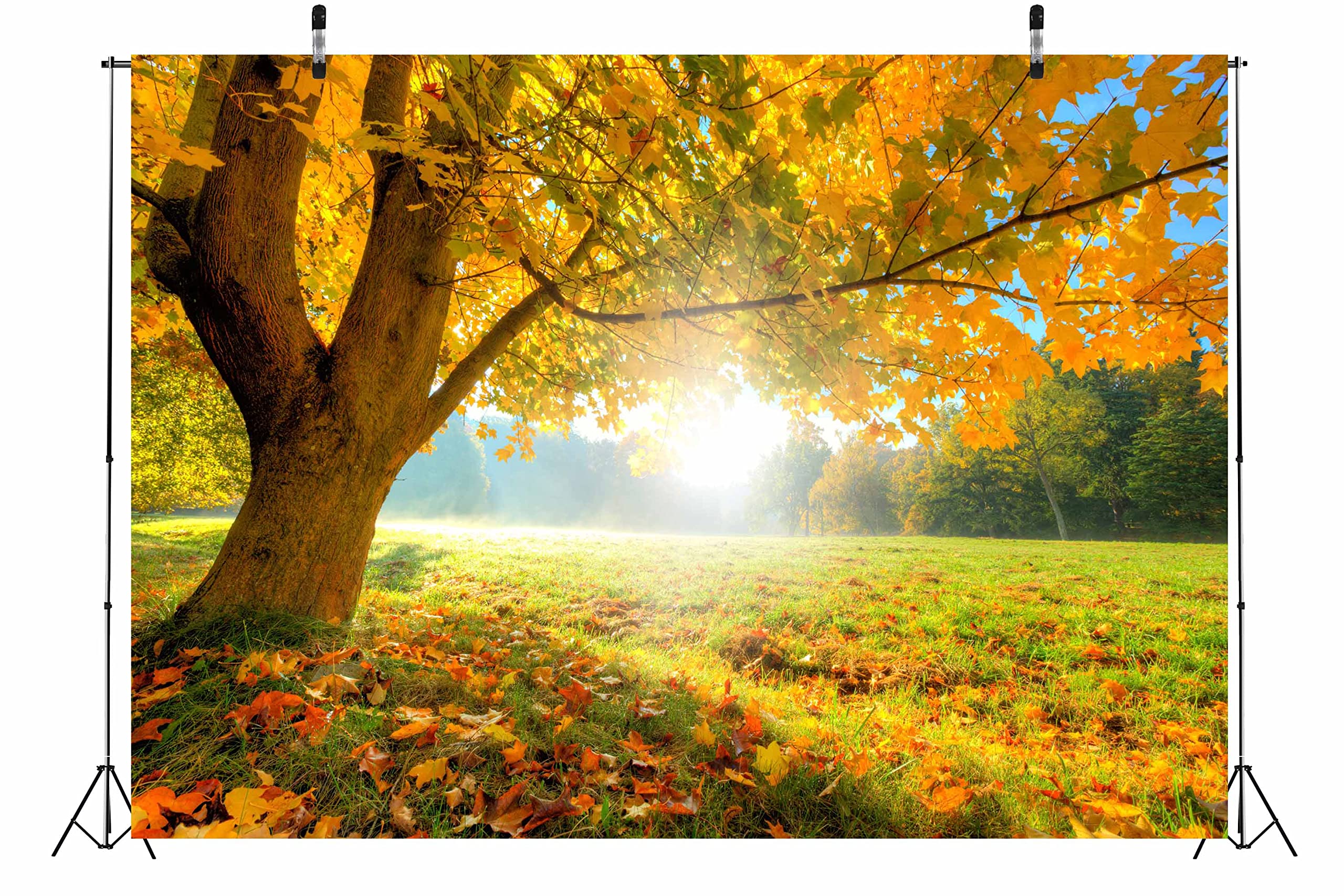 BELECO 4.6x2.5m Telo sfondo paesaggio autunnale | Paesaggio autunnale bosco alberi gialli prato foresta decidua sfondo esterni accessori foto bambini adulti