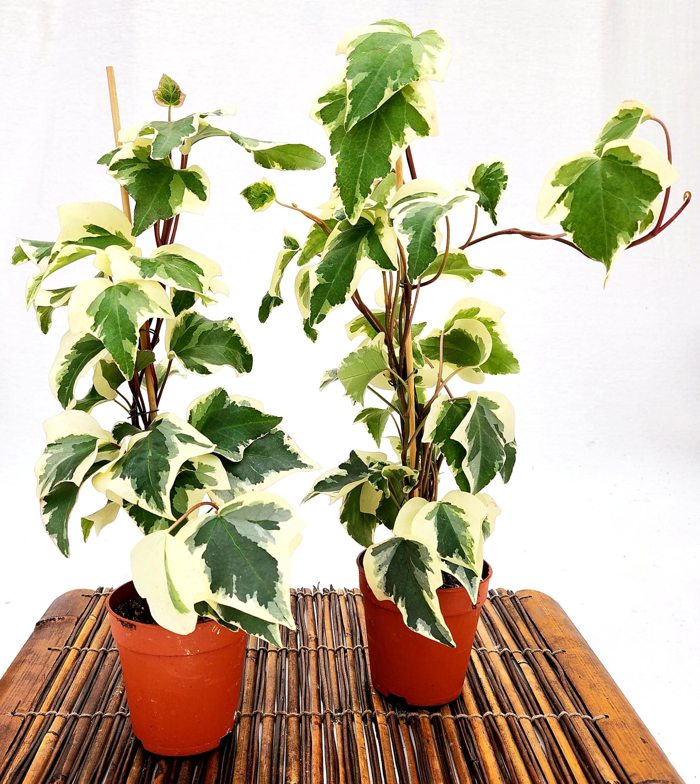 POWERS TO FLOWERS - EDERA DI MARENGO, EDERA RAMPICANTE, VASO 10 CM DIAMETRO, 2 PIANTE, piante vere