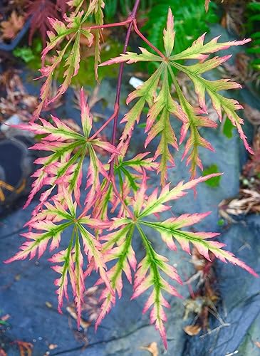 Miniatura 6 de Autumn Fire Weeping Arce japonés Planta viva de 3 años