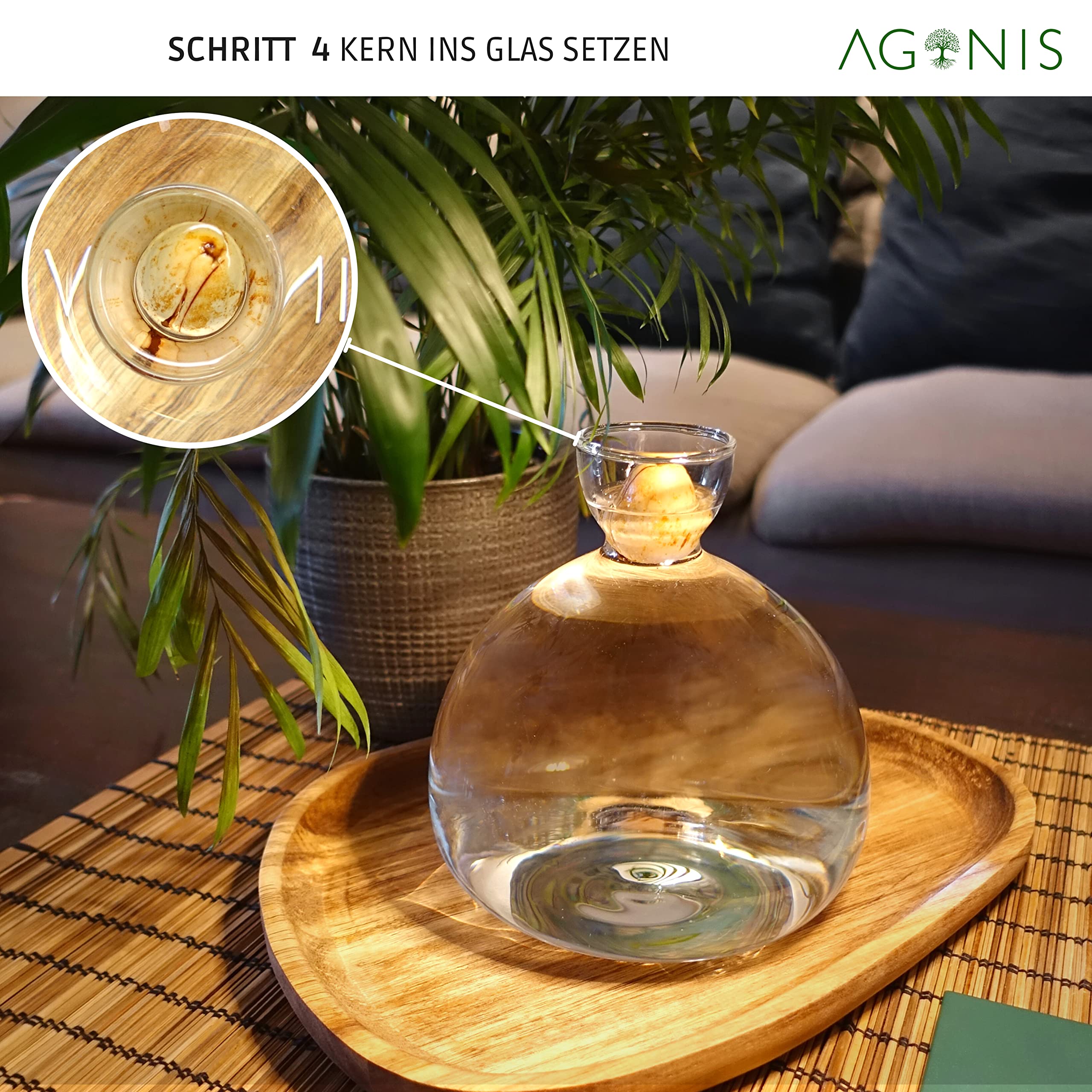 AGONIS® Aufzucht-Glas für Avocados und Kastanien | Hochwertiges Keimglas, besonderes Garten Geschenk, Aufzuchtset für Kerne, Samen, Keime