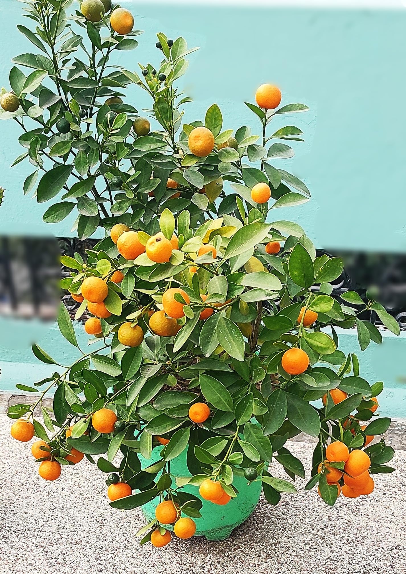 JR Service* Thailand Small Orange/Narangi/Kamala Fruit Live Plant (Air Layering Process). Original Quality All Time Season Fruit Plant. (B0D1BFH4CS) Amazon Price History, Amazon Price Tracker