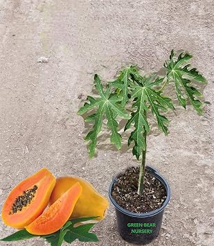 Papaya Tree - South American Red Lady Strawberry Papaya Tree in a 5 Gallon Pot - 1-3 Feet Tall - Papaya Carica - Edible Fruit Bearing Tree
