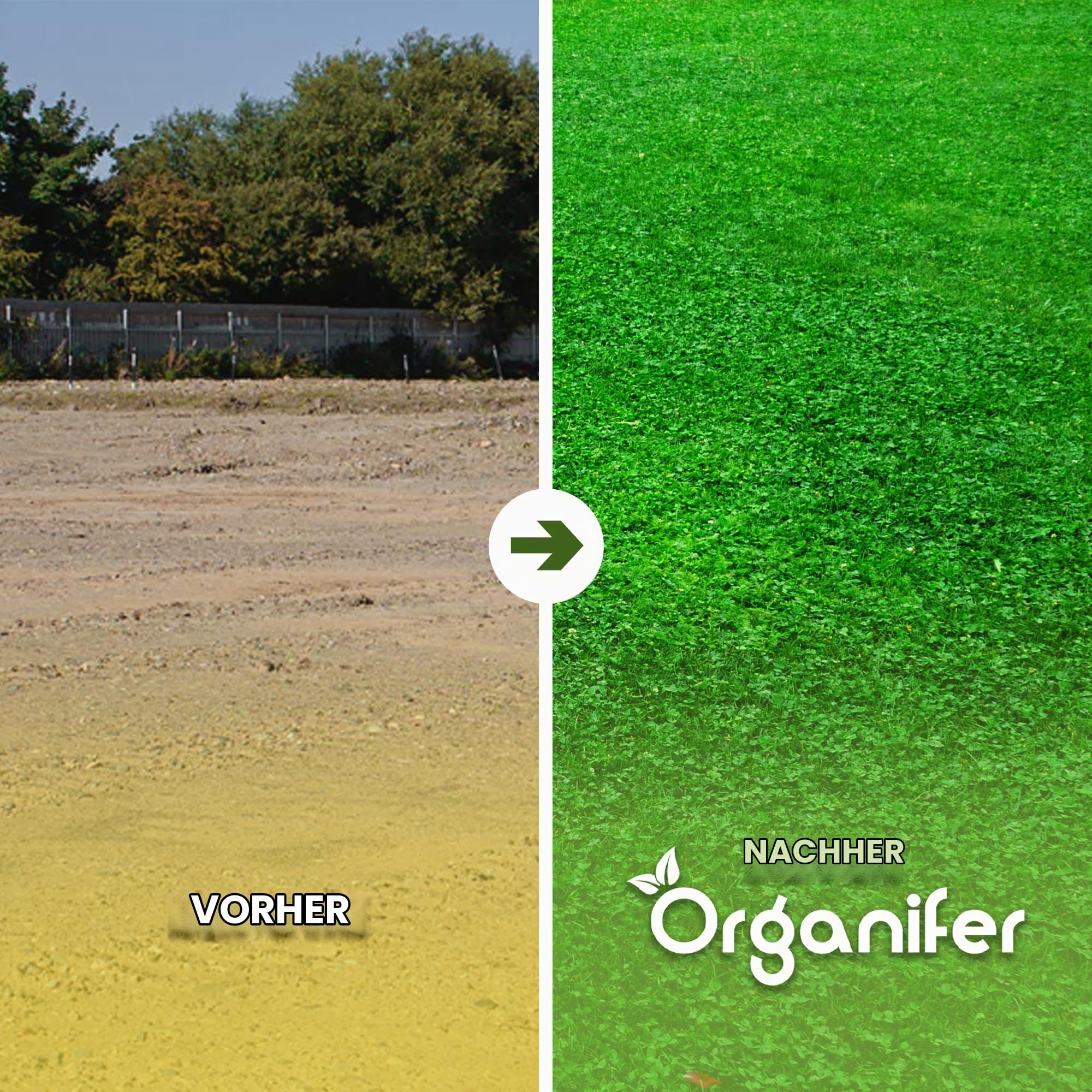 Mikroklee-Rasen - Micro-Kleegrassamen - 1500g = 750m2 | Klee - Kleesamen Für Rasen - Reiner Kleesamen - Weißklee - Organifer