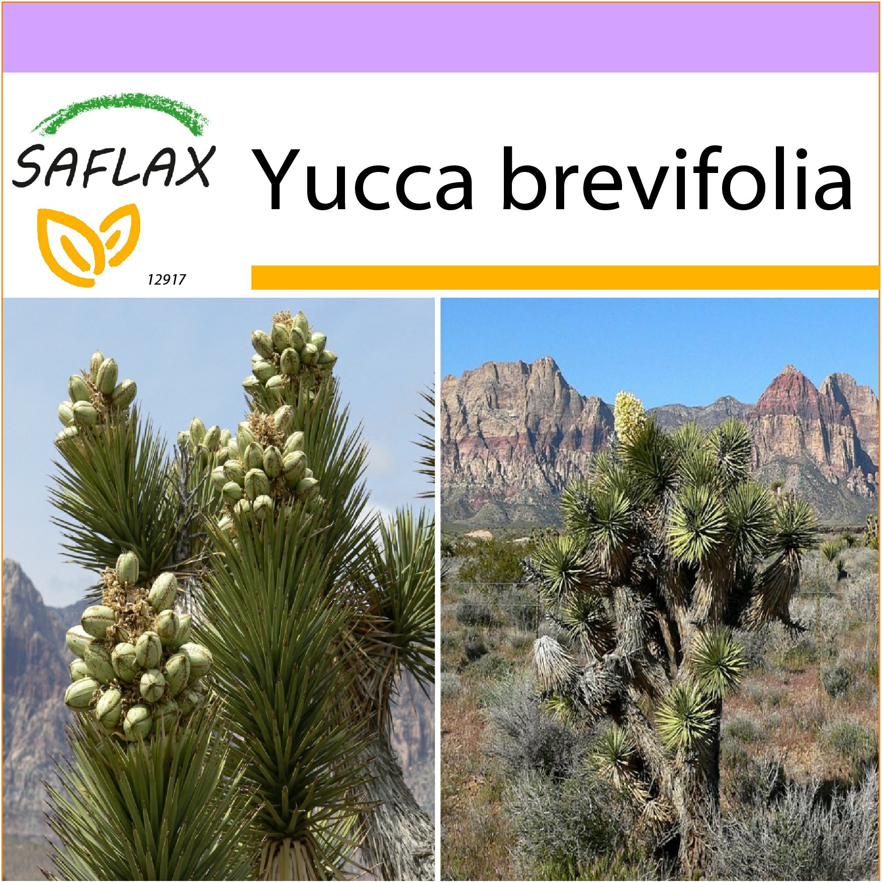 SAFLAX - Joshua Tree - 10 Seeds - Yucca brevifolia