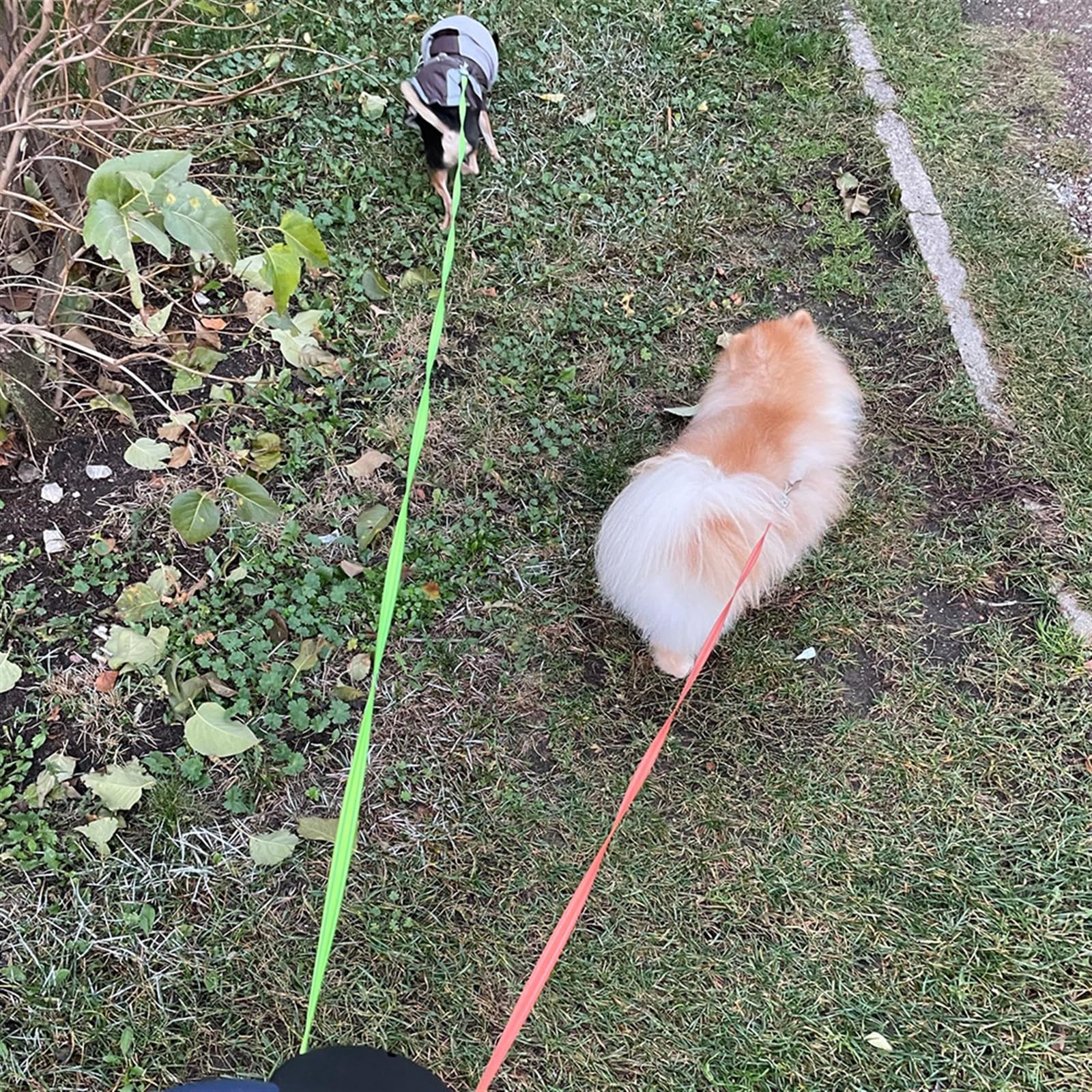 Corda Retrattile per Cani, Guinzaglio Doppio for Cani con Corda di trazione a Doppia estremità, Retrattile Automatico da 3 m, con Torcia, Sacchetto for rifiuti, Scatola for Cani