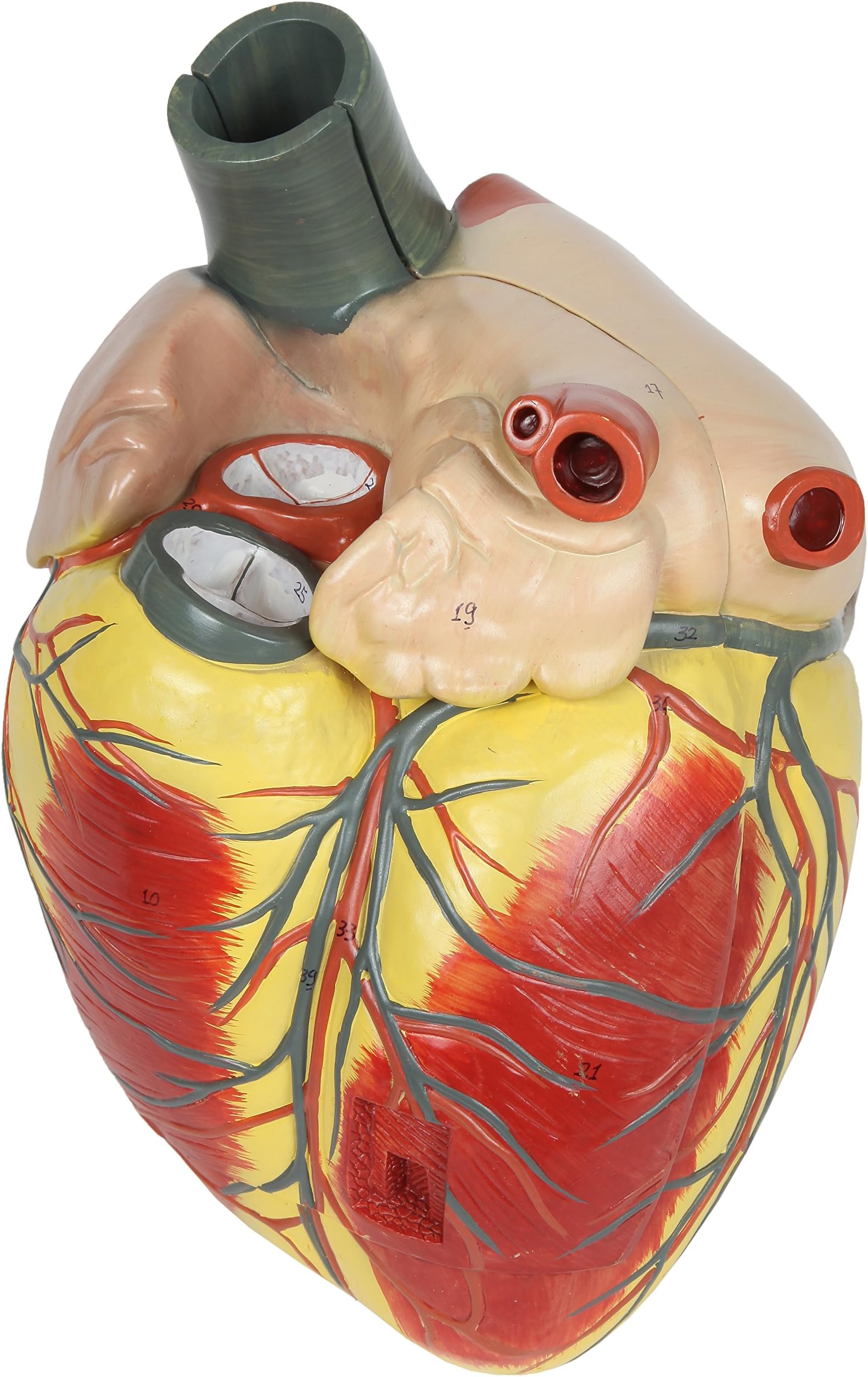 Large Human Heart Model, 3x Life-Size, 3-Part Numbered Anatomical Heart Illustrates 34 Internal Structures, Magnetically Connected, Includes Product Manual, Made by Axis Scientific
