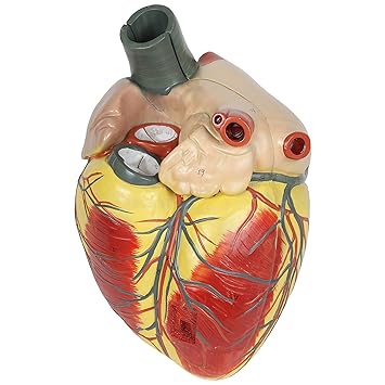 Axis Scientific 3x Enlarged Human Heart Model, 3-Part Anatomical Heart Model, 34 Structures with Product Manual, Magnetic Design, Anatomically Correct Replica