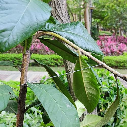 WLSANX Rama de árbol frutal, esparcidor de ramas de fruta, esparcidores de rama, extractor, máquina de atar, herramientas agrícolas, nuevo ciruelo,