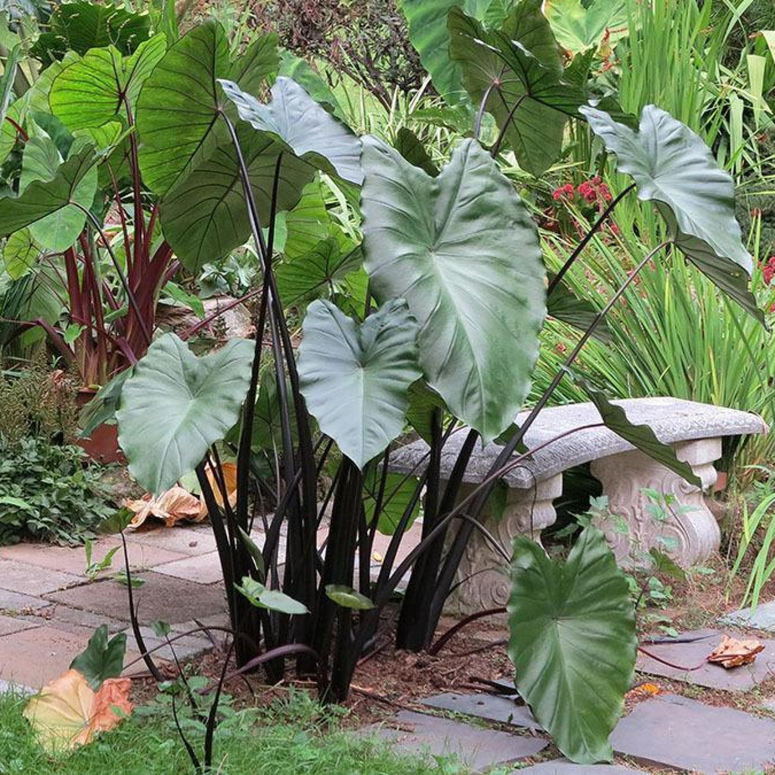 Chalily Violet Stemmed Taro