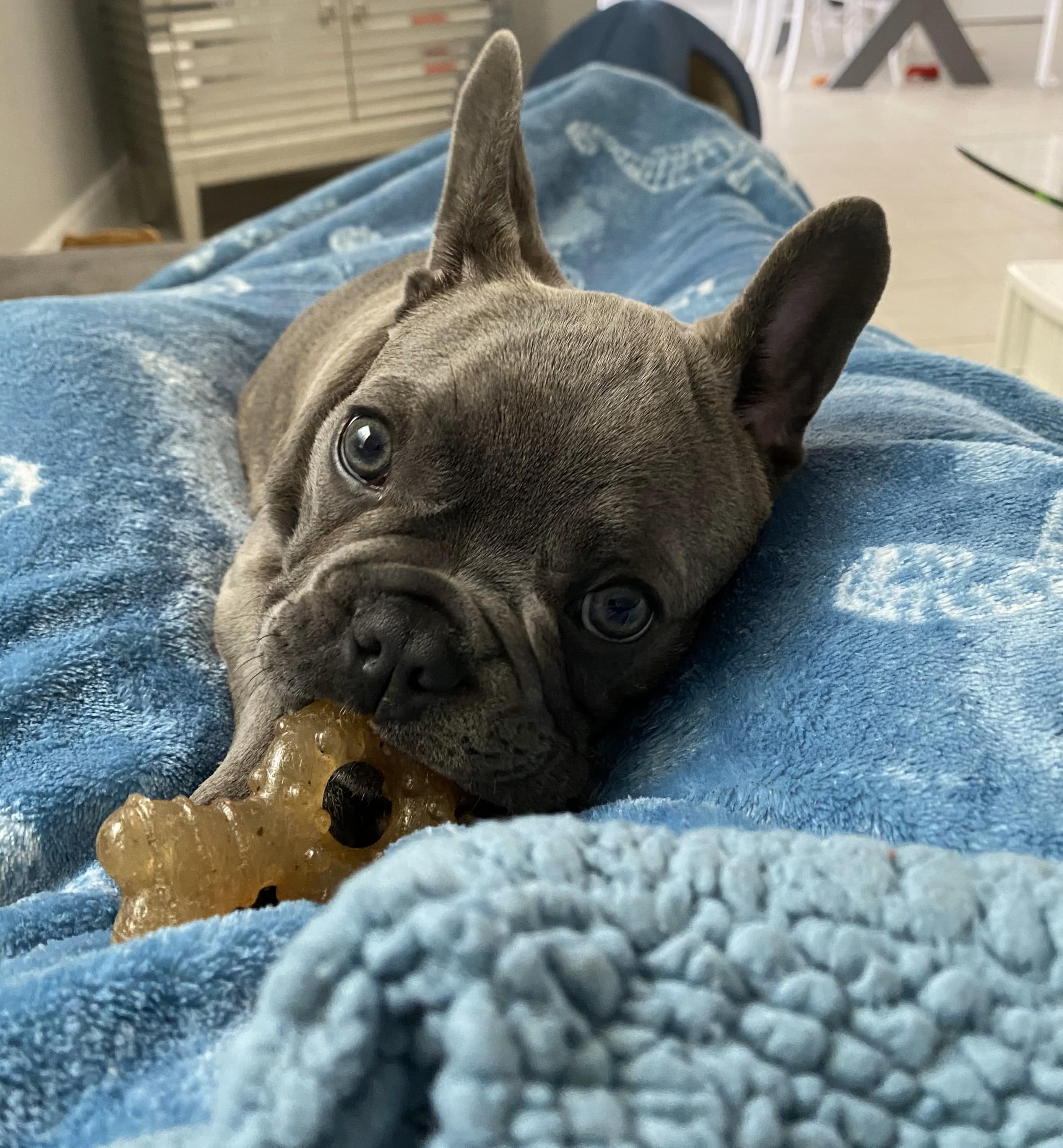 Nylabone Delikatny pierścionek dla szczeniaka z psem ząbkowaniem, zabawka do żucia, smak kurczaka, średni, dla szczeniąt do 16 kg